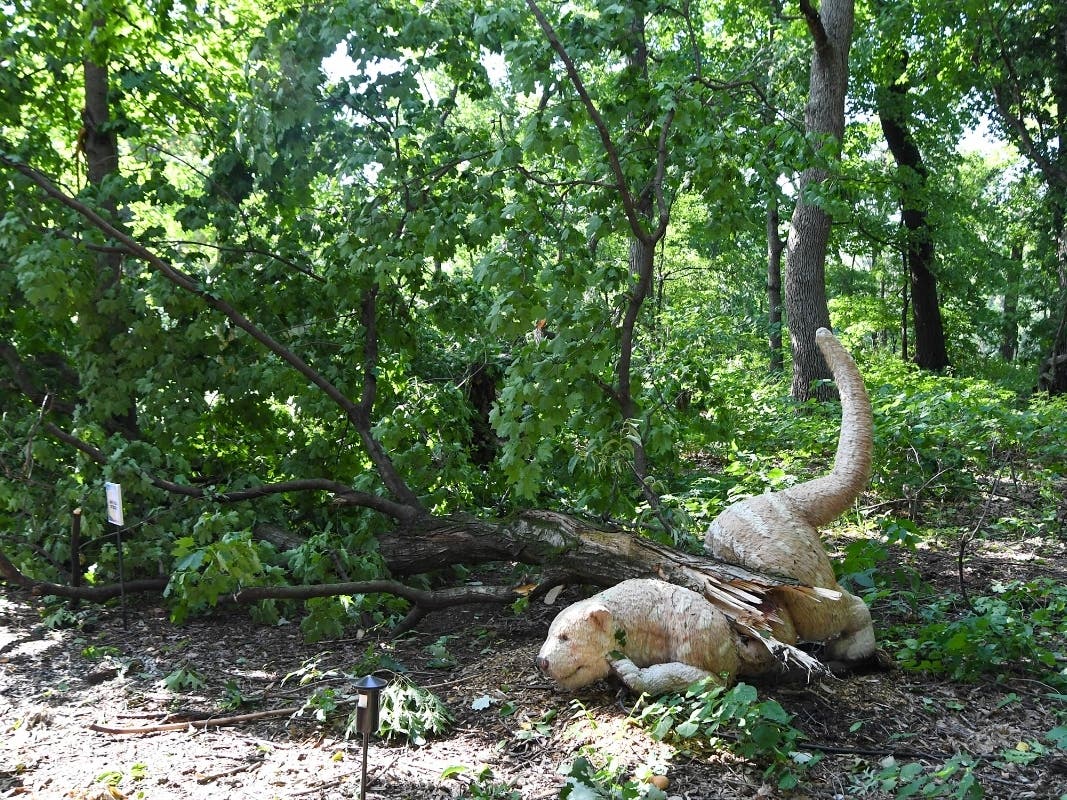 Dozens of trees blocked pathways at Brookfield Zoo after Monday's storm. 