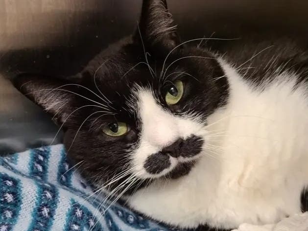 The Hinsdale Humane Society said Friday it was suffering "severe financial difficulty," with donations falling. 