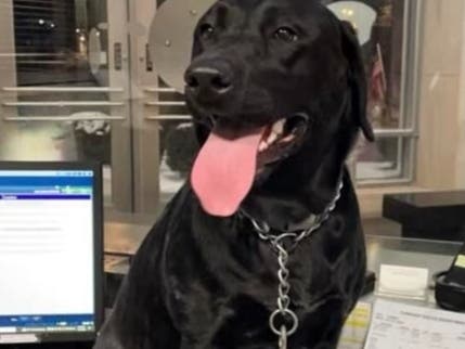 A dog got lost Tuesday night in Elmhurst, but was reunited with its family, police said.