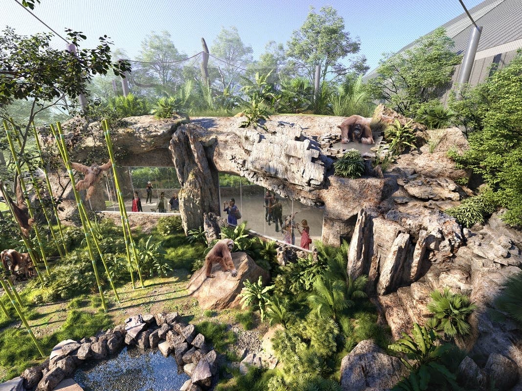 The $40 million donation is expected to support the construction of Tropical Forests at Brookfield Zoo. This is a rendering of the orangutan viewing area. 