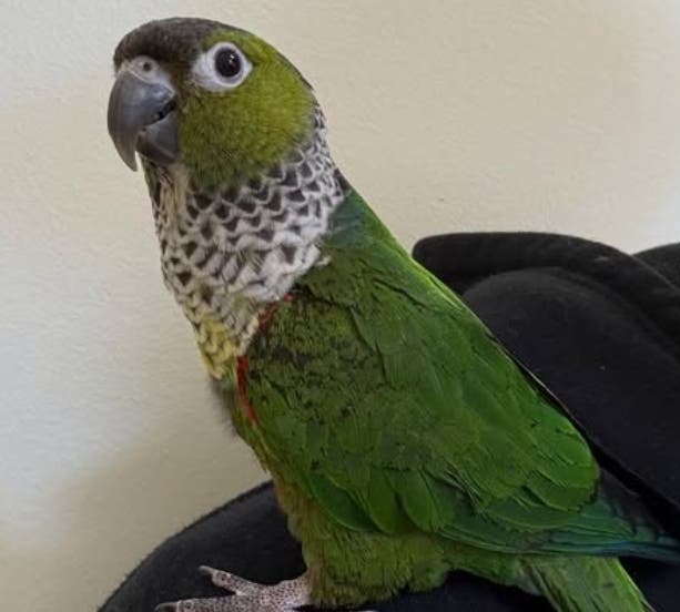 The Greater Chicago Cage Bird Society, a nonprofit organization with roots in a bird show club formed in the 1930s, operates an adoption program for surrendered, abandoned and found birds.