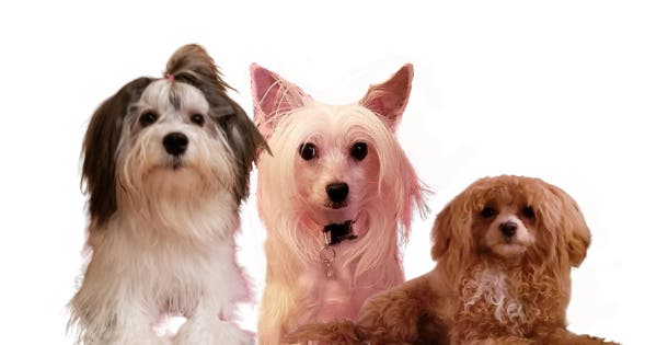 Tara's School for Dogs