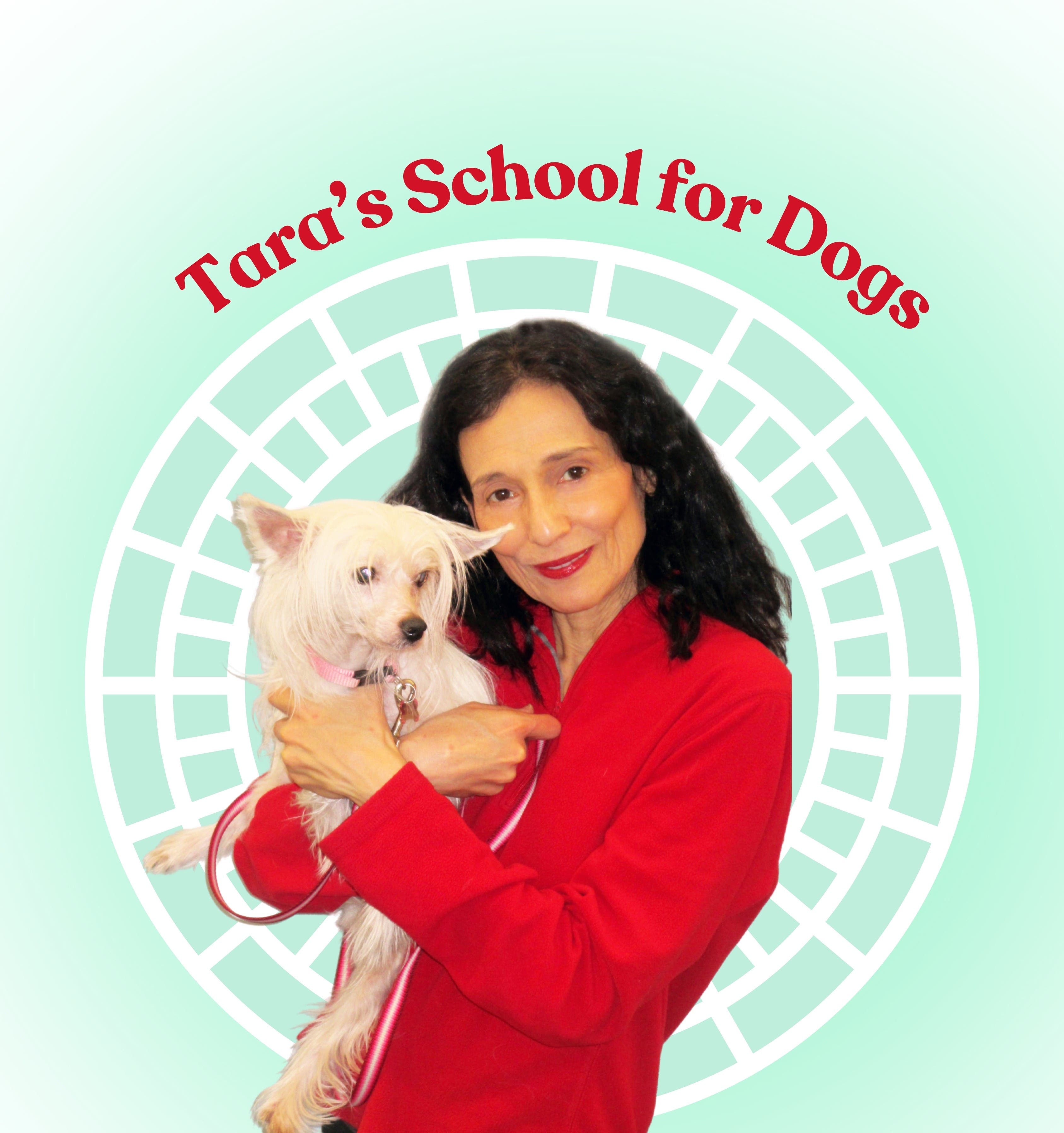 Dog & Puppy Training at Tara's School for Dogs