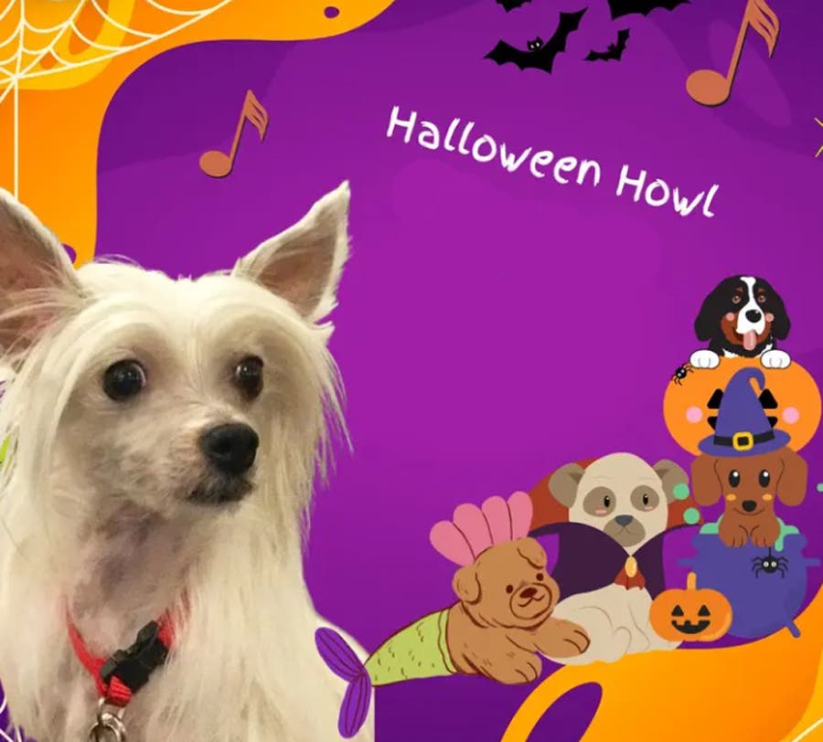 Halloween Howl