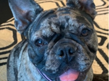 Rosie, a 9-month-old French Bulldog puppy was violently dognapped in San Francisco on New Year's Day.