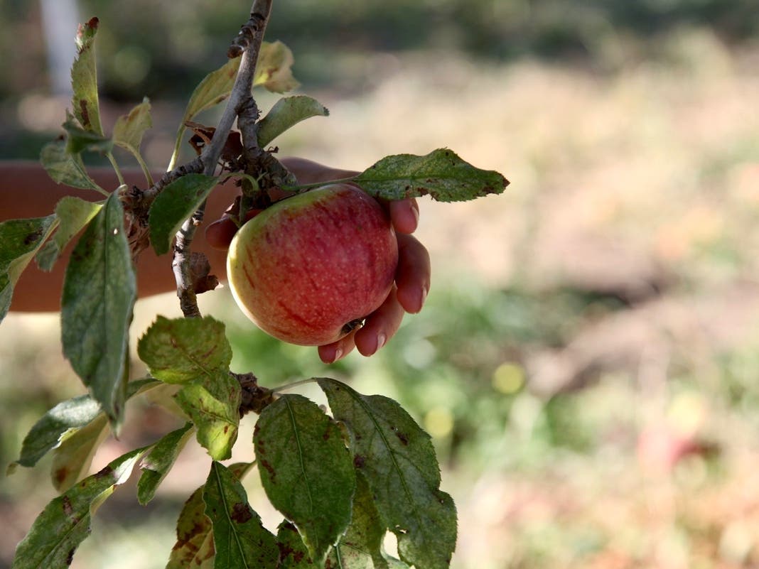Gravenstein apple orchards were once ubiquitous in the rolling hills and fertile vales surrounding the town of Sebastopol.