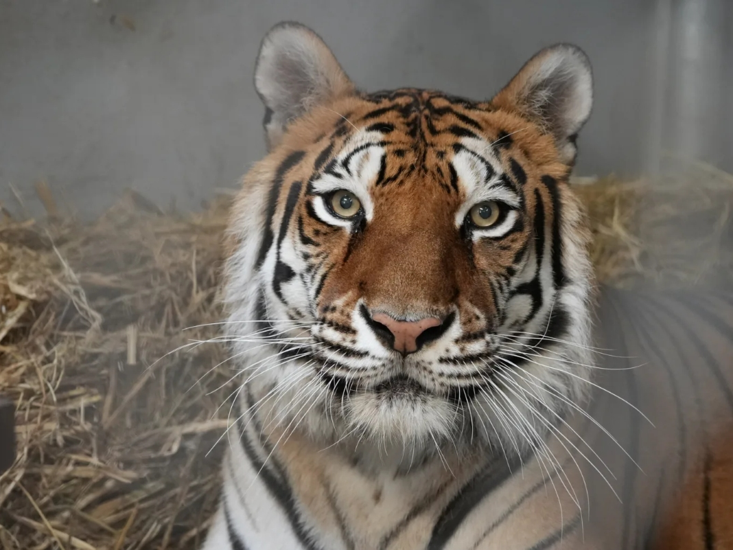 A photo of Sitara.