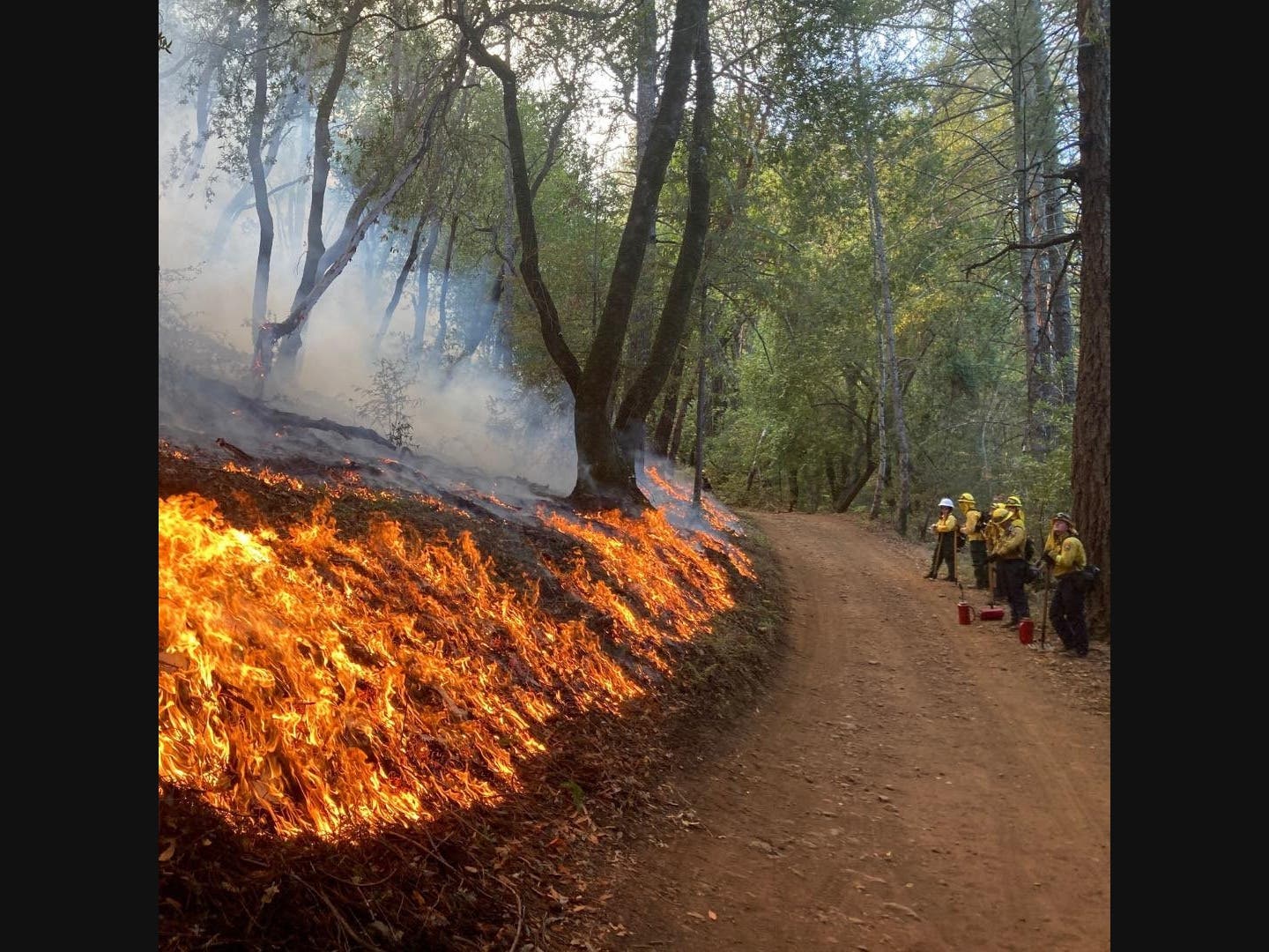 A burn in Glen Ellen seeks to stop wild fires from burning out of control. Inside a chilled state seed bank, millions of tiny seeds hold the future of California's forests as increasingly destructive wildfires outpace replanting efforts.