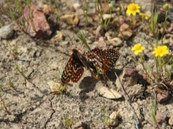 Quino checkerspot butterflies.