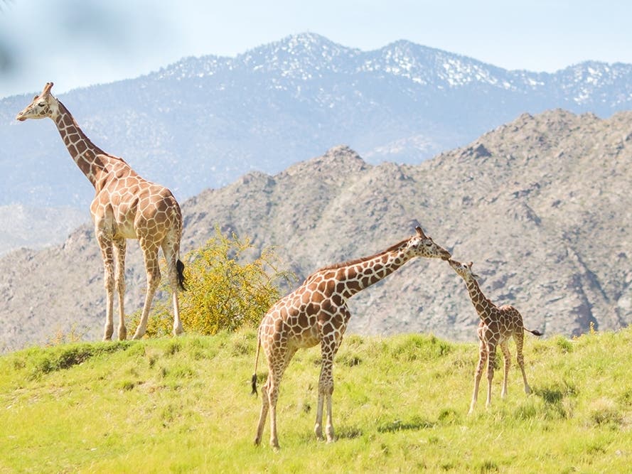 Gates open up daily at 8 a.m., with the zoo and amenities open from 9 a.m. to 5 p.m., with last admission at 4 p.m.
