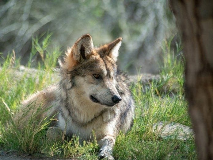 The Living Desert was instrumental in starting the SSP program for the Mexican Gray Wolf (shown), and has helped restore the animal back into its native habitat.