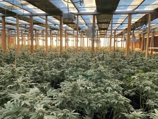 Marijuana plants allegedly found in Mecca during a Tuesday morning search warrant service.