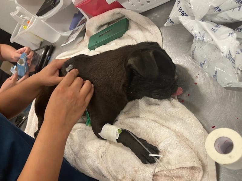 The little black pug receiving veterinary treatment before being humanely euthanized.