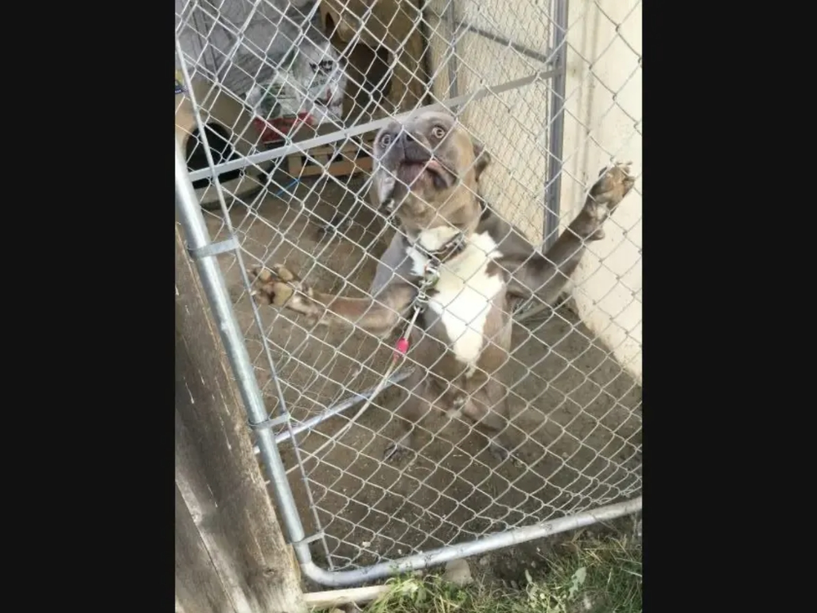 The 2-year-old pit bull mix that was euthanized after being seized from an East Hemet property.