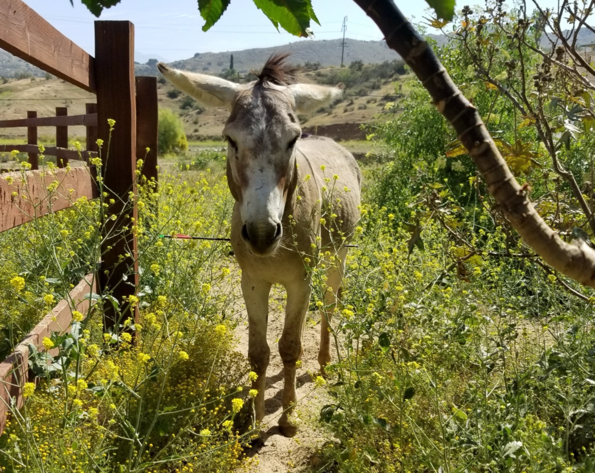 Veterinary staff treated the animal (shown), but despite their efforts the donkey died.
