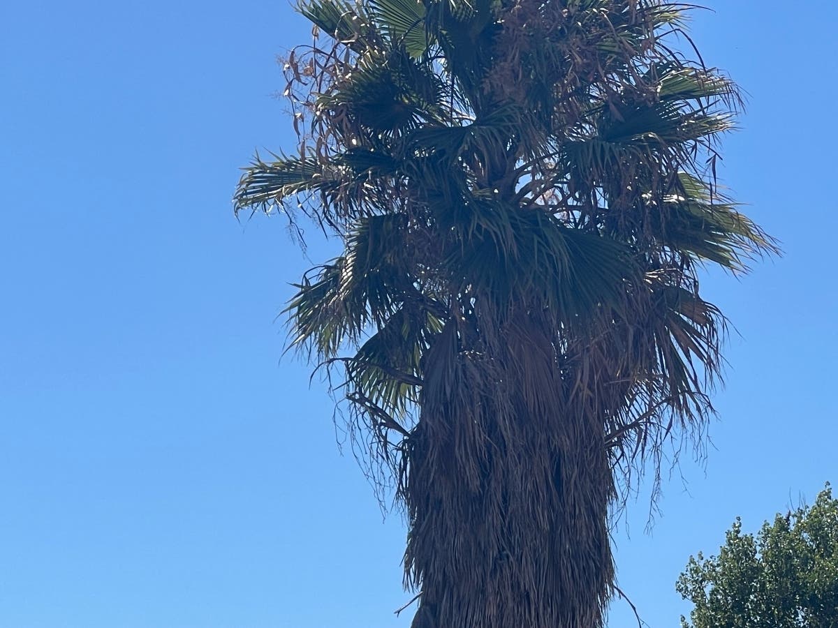 Dry palm tree fronds, or palm skirts, provide benefits to the wildlife that depends on them.