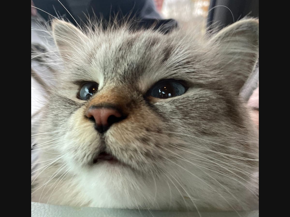 "The temporary pause allows us to provide the best possible care for the animals already with us while helping prevent further spread," officials said.
