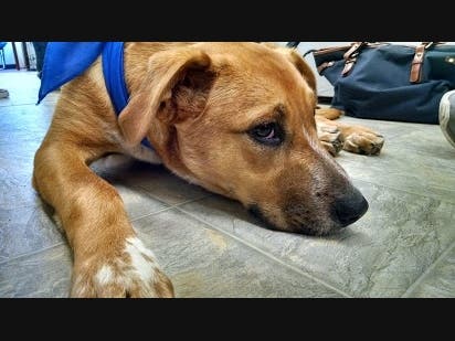 Officials said the shelter is in low demand as the animals run through a lot of towels and sheets every day.