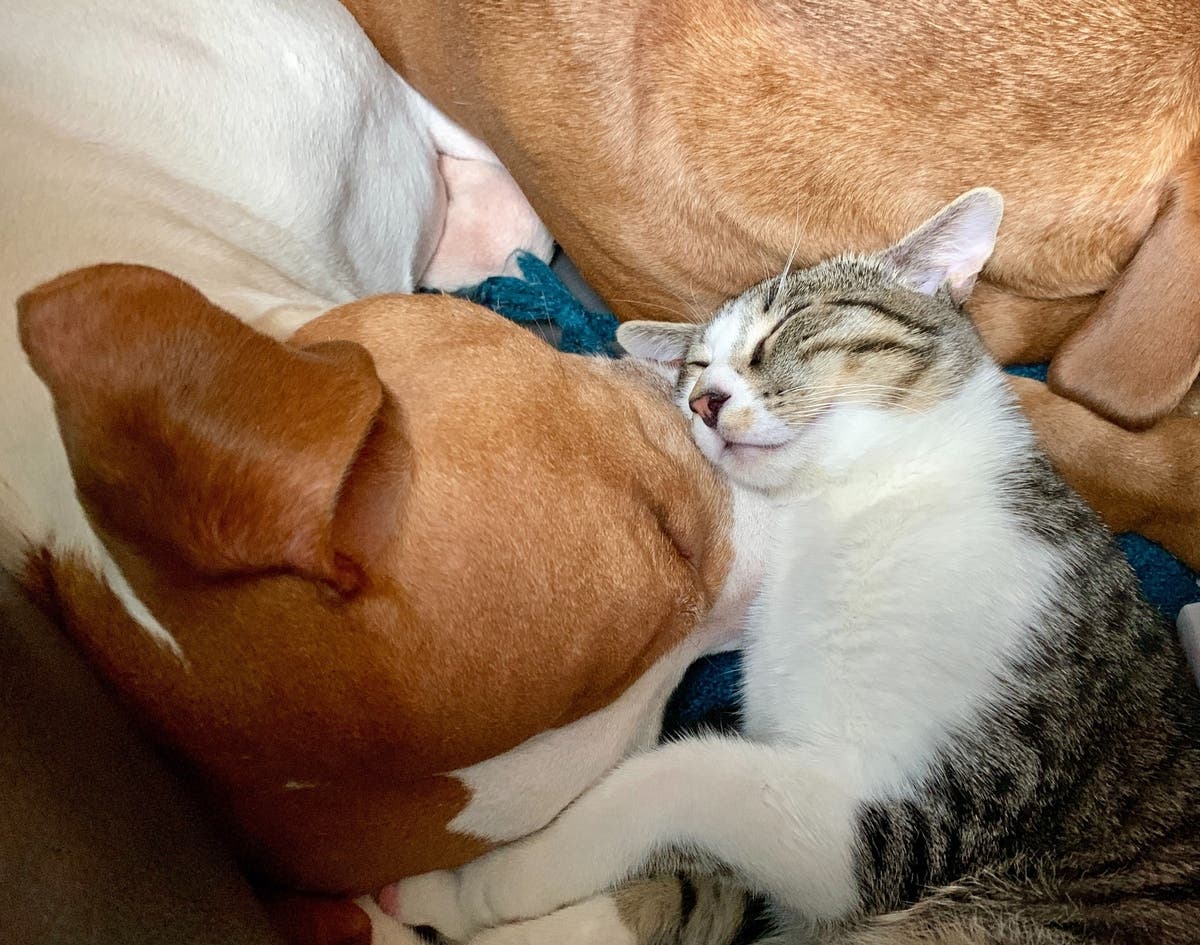 The Clear the Shelters adoption and fundraising campaign was held from 10 a.m. to 5 p.m. Saturday and Sunday at the shelter, 4575 E. Mesquite Ave.