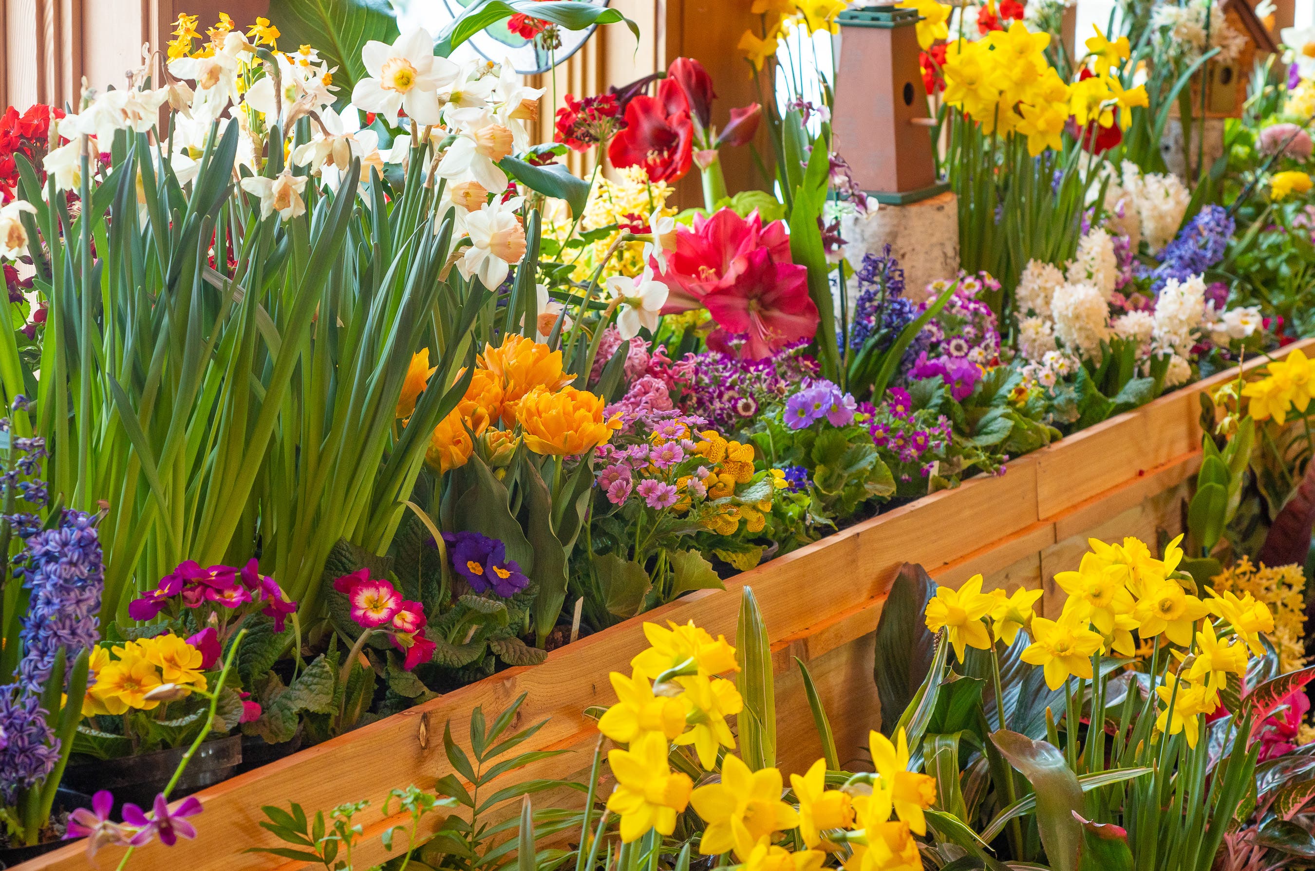 Feb 8 Spring Flower Show Feb 8 March 10 Eden Prairie MN Patch feb-8-spring-flower-show-feb-8-march-10-eden-prairie-mn-patch