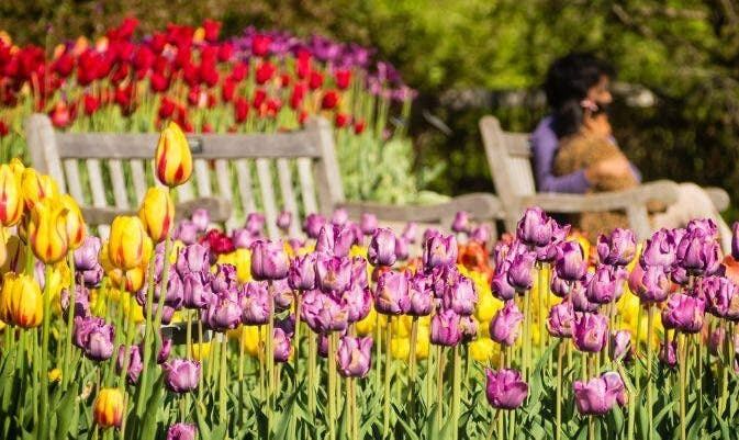 Mother's Day Picnic Lunch