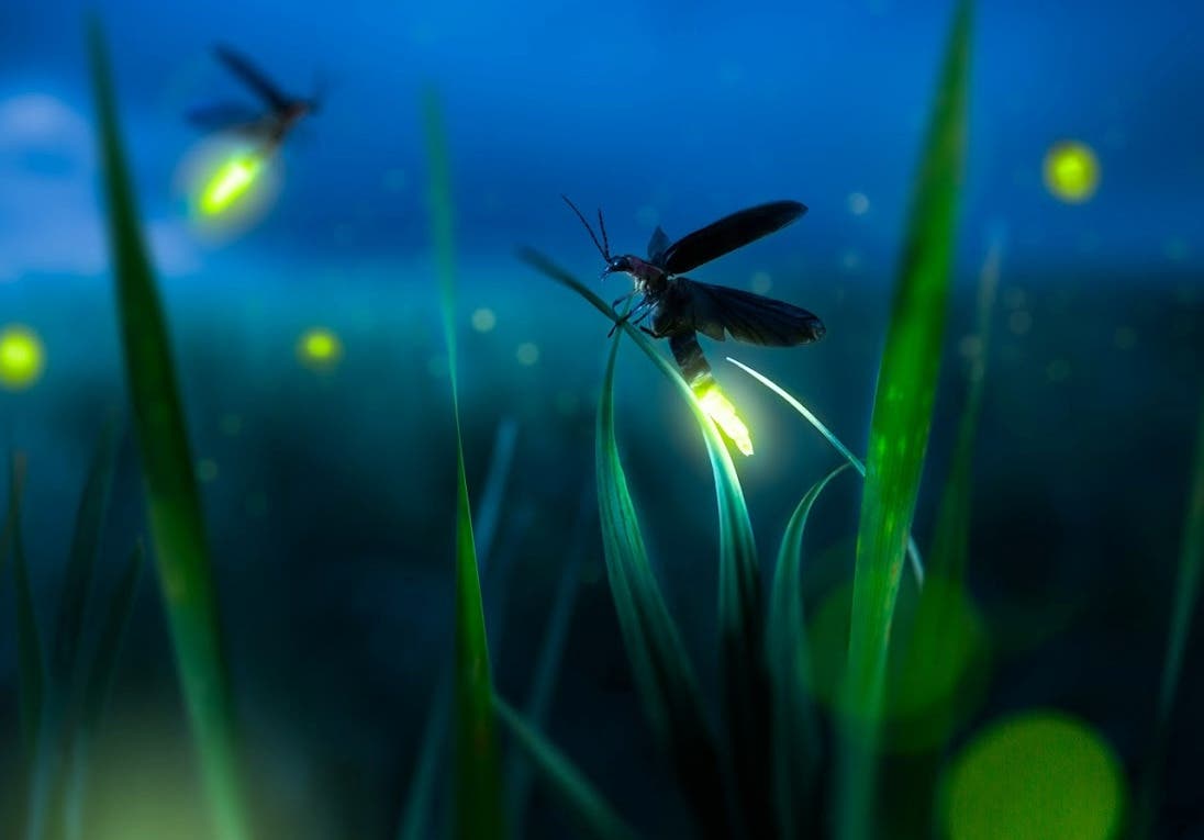 Fire Fly Viewing Nights