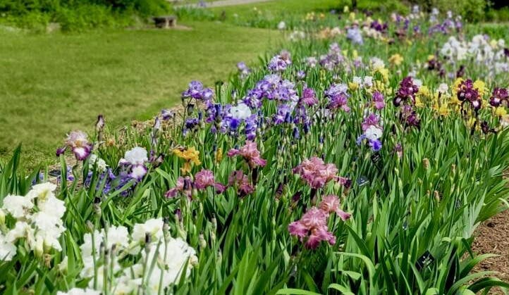 Iris Society Dig & Sale