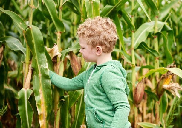 Corn Harvest Day at the Arboretum!