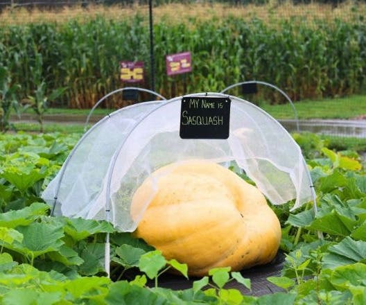 Apple & Pumpkin Harvest Day 