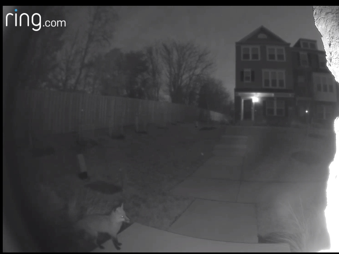 A fox pauses on the path leading up to a Hyattsville home early on the morning of Sunday, Dec. 29.