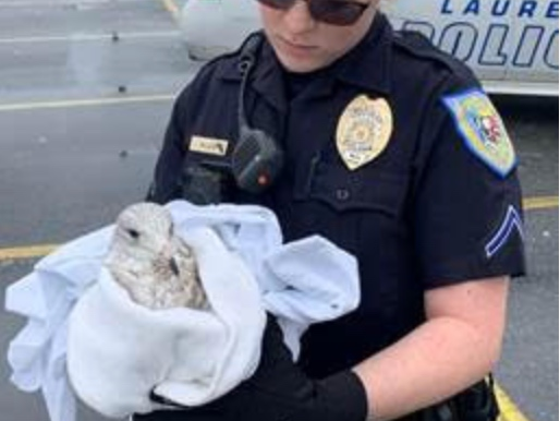 Laurel Police say someone lured seagulls to a parking lot with popcorn, then ran them over with a car.