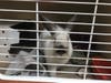 A rabbit waits to be adopted.