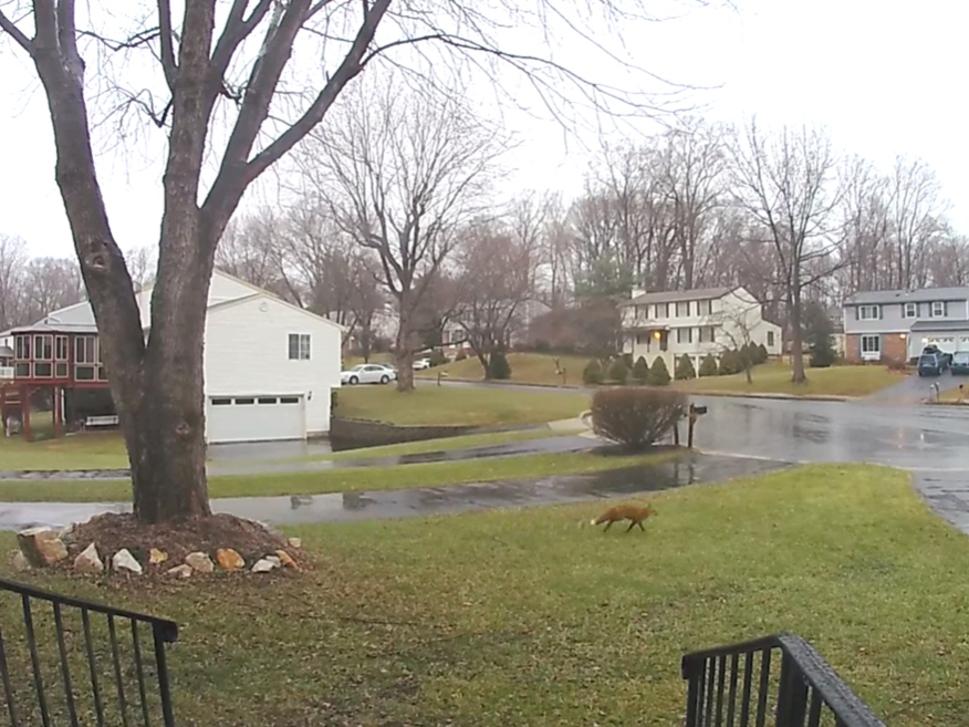 A fox makes a dash across a lawn in Laurel on Saturday.