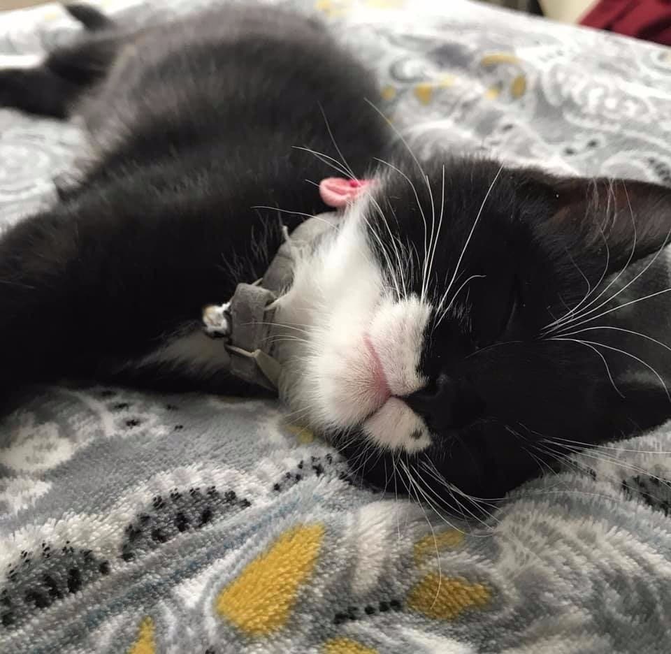 Our cat Blueberry