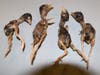 The small dead birds were an unidentified variety.