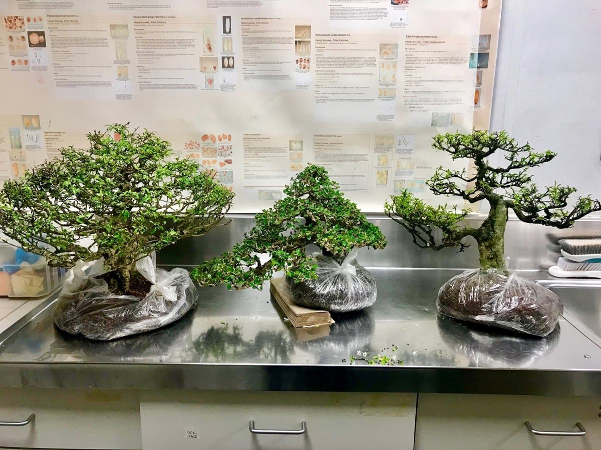 https://patch.com/img/cdn20/users/23738464/20200212/023102/styles/patch_image/public/iad-bonsai5h-010620___12135725589.jpg