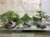 Customs officials at Washington Dulles International Airport seized three live Jasmin bonsai trees a traveler from Japan was bringing to his deceased father's home.