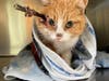 A West Virginia animal rescue reached out to the Animal Rescue League of Arlington to help with a cat who had been shot in the head with an arrow.