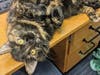 Lucy is a 4-year-old spayed female tortoiseshell cat available for adoption from the Animal Welfare League of Arlington