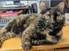 Lucy is a 4-year-old spayed female tortoiseshell cat available for adoption from the Animal Welfare League of Arlington