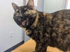 Lucy is a 4-year-old spayed female tortoiseshell cat available for adoption from the Animal Welfare League of Arlington