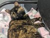 Lucy is a 4-year-old spayed female tortoiseshell cat available for adoption from the Animal Welfare League of Arlington