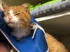 Cupid, the orange tabby shot in the head with an arrow, continues to recover at the Animal Welfare League of Arlington.