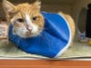 Cupid, the orange tabby shot in the head with an arrow, continues to recover at the Animal Welfare League of Arlington.