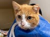 Cupid, the orange tabby shot in the head with an arrow, continues to recover at the Animal Welfare League of Arlington.