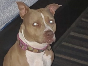 D.C. Police are looking for a suspect who took a 3-year-old tan-and-white pit-bull named Lady from a fenced yard in Northeast.