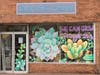 Local artists are brightening storefronts throughout the Crystal City Business Improvement District as part of the #LoveNationalLanding campaign.