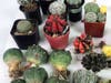 U.S. Customs and Border Protection seized 165 cactus plants, succulents, and peyote plants at Washington Dulles International Airport.