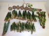 U.S. Customs and Border Protection seized 165 cactus plants, succulents, and peyote plants at Washington Dulles International Airport.