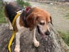 Sissy enjoys walks, especially near Great Falls.